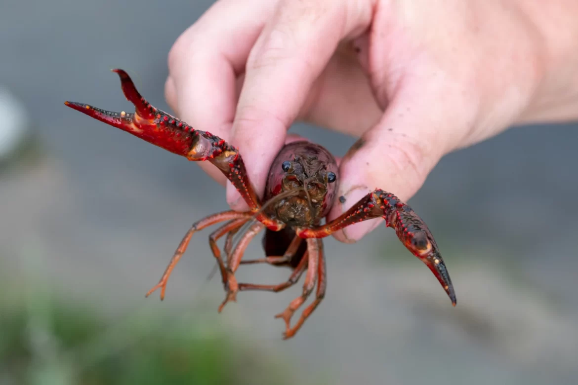 Michigan is testing new approaches to combat invasive crayfish