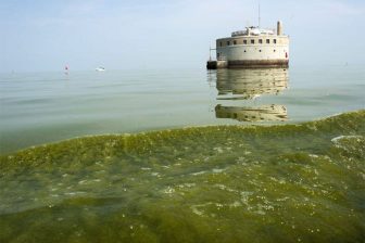 Every summer, toxic algae blooms form on Lake Erie, posing a health risk to humans and animals. Image: National Centers for Coastal Ocean Science