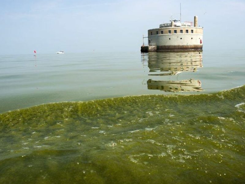 Every summer, toxic algae blooms form on Lake Erie, posing a health risk to humans and animals. Image: National Centers for Coastal Ocean Science