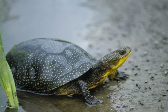 : A Blanding's turtle stands at the edge of a wetland. Image: U.S. Fish & Wildlife Service