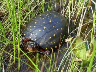 Spotted turtle. Image: Kile Kucher, Michigan Natural Features Inventory