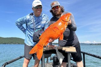 IMAGE: A world-record koi weighing 24.5 pounds and three other “monster” koi were removed from Glen Lake where they are an invasive species. Credit: Robert Karner 