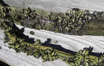 Dead zebra mussels from Gull Lake in 2010. Photo courtesy of Stephen Hamilton