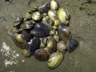 Mussels native to Michigan’s fresh water. Image:  Daelyn Woolnough