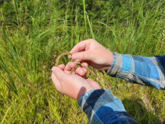 Jenna Nutter, a field technician at Seeds of Success, examines a stalk of prairie cordgrass, a plant native to Michigan. Image: Elinor Epperson