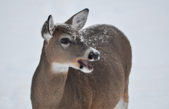 A white-tailed deer on a snowy November day in Marquette County. Image: Michigan DNR