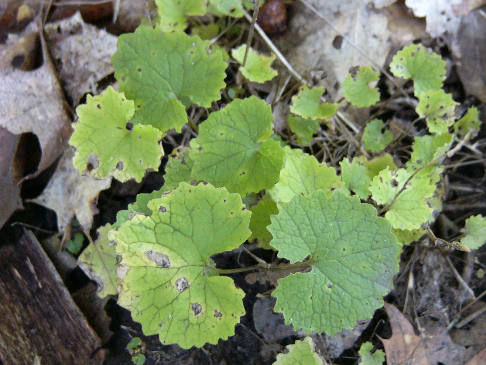 Michigan Invasive Plants