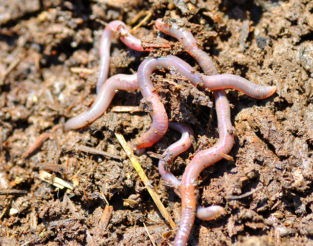 The underground master of invasive species — earthworms