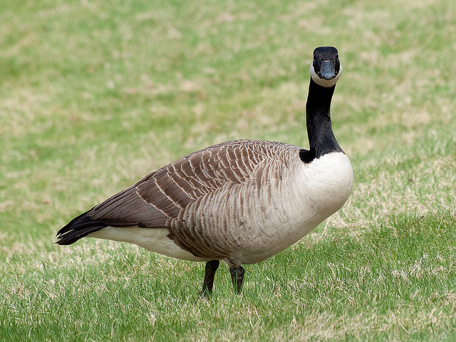 VIDEO: This talking goose loves a mowed lawn | Great Lakes Echo