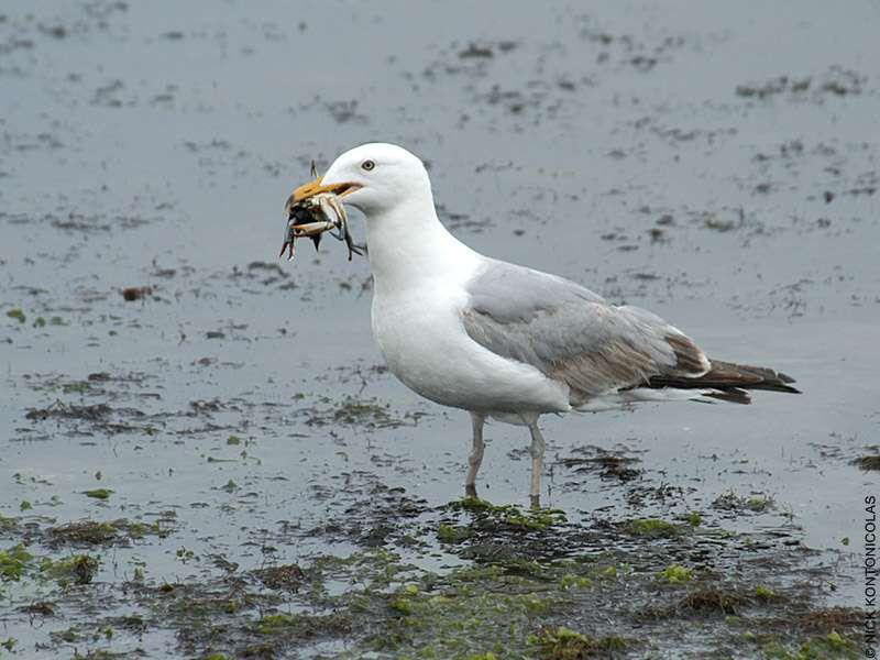 Chemicals Removed From Consumer Products Found In Great Lakes Birds 