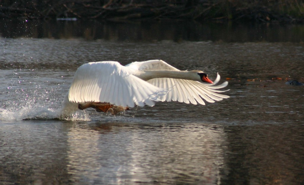 Michigan takes aim at mute swans; 13,500 to be eliminated | Great Lakes ...