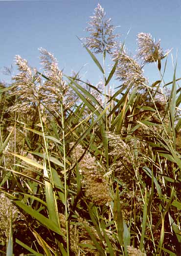 Phragmites are a grass like invasive species that can grow to a height of 10 ft. Photo: Nps.gov.