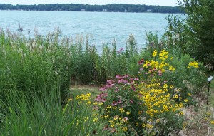 Native vegetation in the unmowed area between the sand and the water helps slow runoff and prevents erosion. Compared to turf grass, the native plants have far deeper roots than turf grass, and therefore absorb polluted runoff before it enters Lake Huron. Photo: Huron Pines