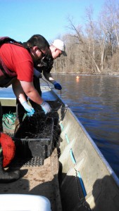 Gun Lake Tribe Environmental Technician Jason Lorenz and DNR Seasonal TechnicianTanner Sommerfeld pull in a net set in the Kalamazoo River to catch adult lake sturgeon. Photo: Courtesy of Gun Lake Tribe