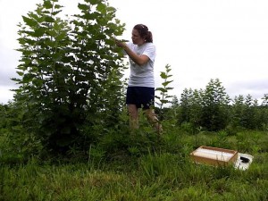 Christine Buhl collecting data in the Purdue plantation. Photo: Christine Buhl