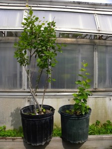 Wildtype (left) and genetically reduced gibberellic acid (right) hybrid poplar genotypes. Photo: Christine Buhl