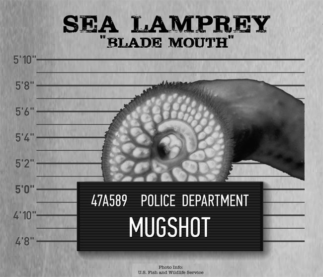 The sea lamprey, an eel-like creature that feeds on host-fish, has been named by The Nature Conservancy as one of the five "usual suspects" doing damage in the Great Lakes basin. (Image: The Nature Conservancy)