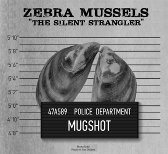 Invasive Species: Zebra Mussels | Great Lakes Echo