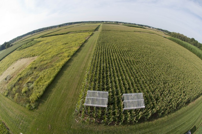 A Kellogg Biological Station test plot for testing how crops respond to reduced precipitation. Image: K.Stepnitz, Michigan State University