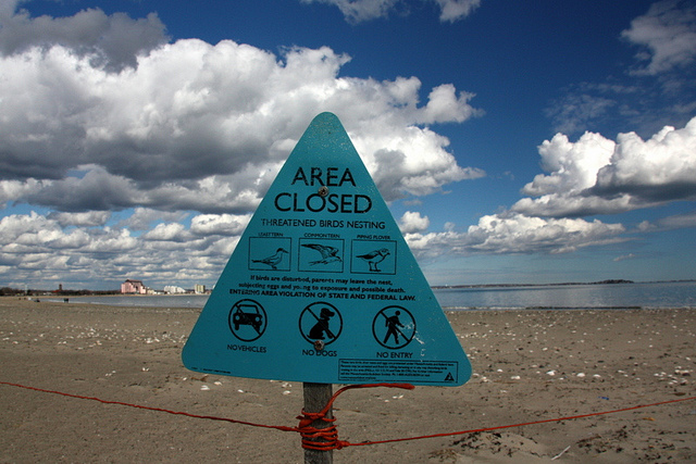 A sign in Massachusettes warns beachgoers not to enter an area inhabited by nesting piping plovers. Since piping plover are a step above endangered, conservation efforts have increased to protect the birds. Photo: Bill Ilott