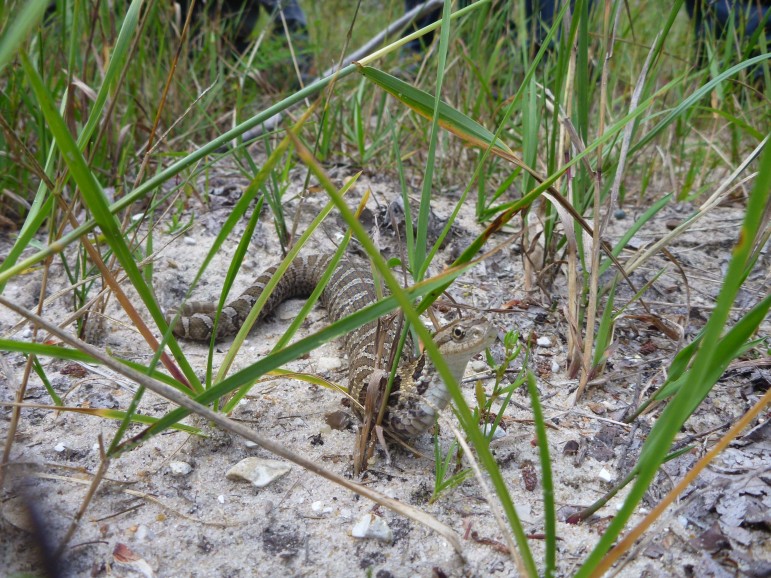 An Eastern Hog-nosed snake after a recent meal (note the swollen body) observed while touring restoration sites Aug. 22 along the North Branch of the Manistee River east of Grayling, Mich. Part of the restoration of the former Flowing Well Trout Farm property involved a hibernaculum for snakes and other reptiles. Image:   Terry S. Heatlie