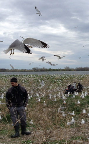 Jonathan Verreault oversees a team of graduate students collecting data on the Deslauriers Island gulls' exposure to flame retardants. Image: Brian Bienkowski