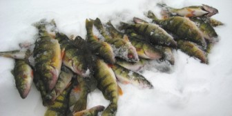 Four perch on ice