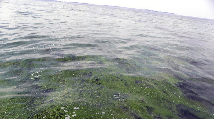 toxic algae blooms in Lake Erie