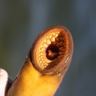 Sea lamprey