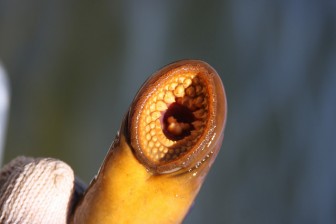 Sea lamprey