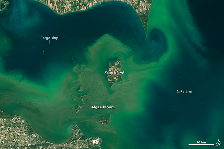 Lake Erie algal bloom. July 28, 2015