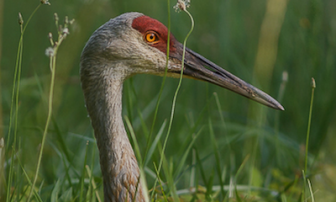  Sandhill crane