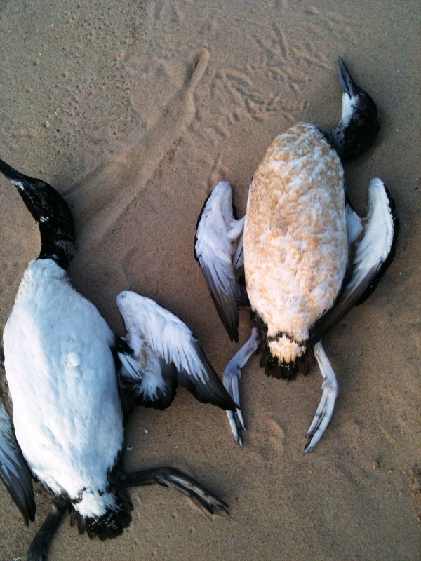 loon carcasses