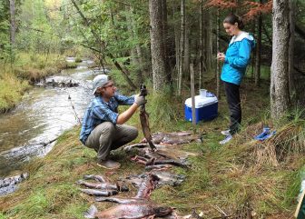 Researchers from the University of Notre Dame weigh samples from Chinook salmon. Image: Brandon Gerig