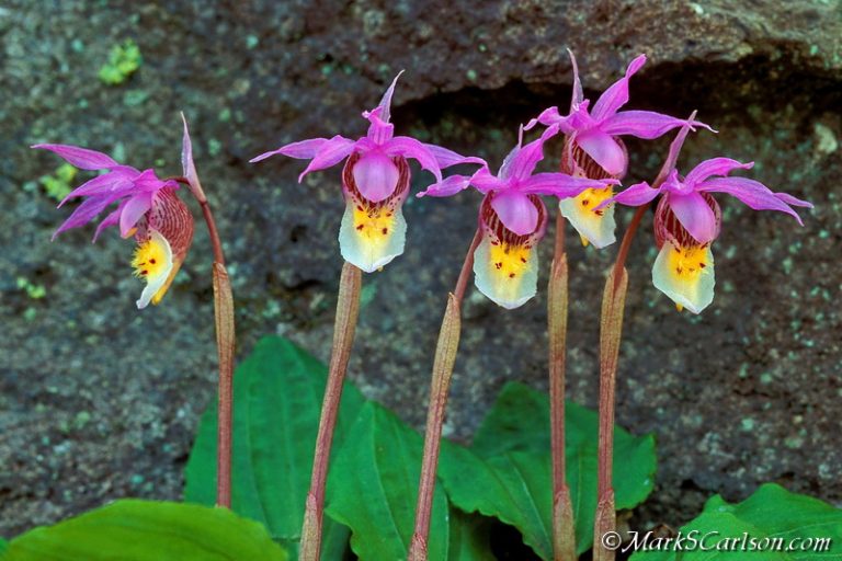 Michigan man on decades-long quest to photograph native orchids | Great ...