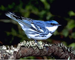 Wildlife officials say the migratory, cerulean warbler is experiencing one of the fastest declines of the warbler family. It nests in the oak forests of southeastern Ohio. Image: Wikimedia Commons