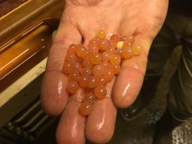 Chinook salmon eggs are about the size of a pea, but the fish inside can grow up to 40 pounds in its short lifespan. Image: Veronica Volk