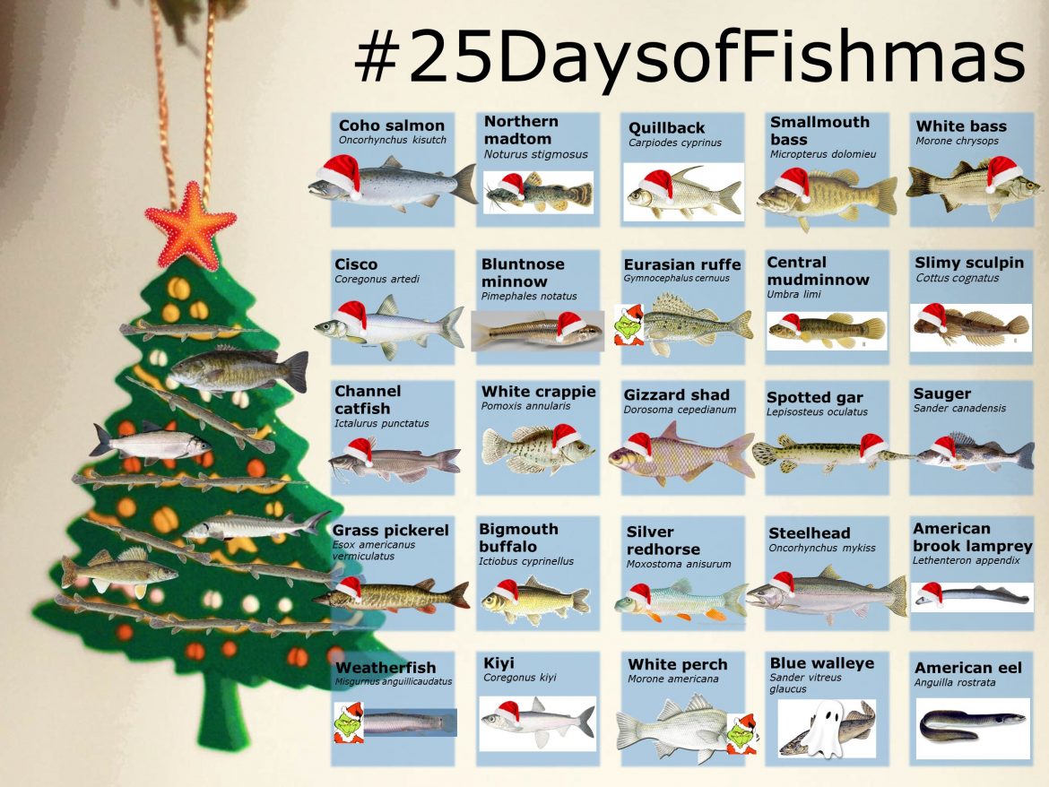 On the twenty-fifth day of Fishmas…