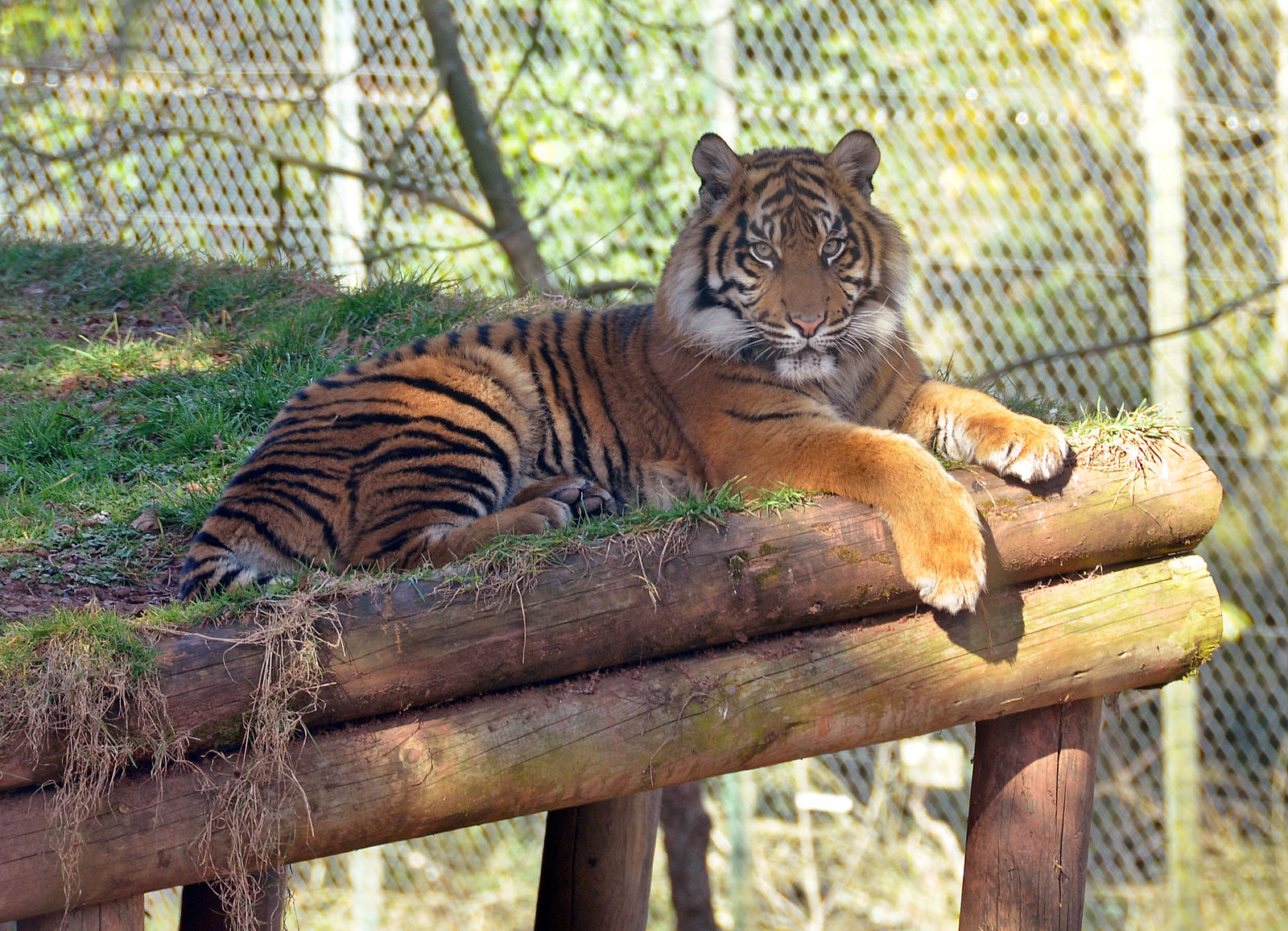 Tiger In Paignton Zoo 