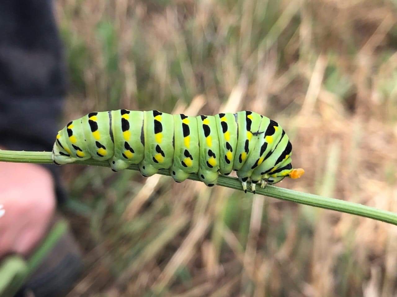 Mowing Milkweed Means More Monarchs Great Lakes Echo
