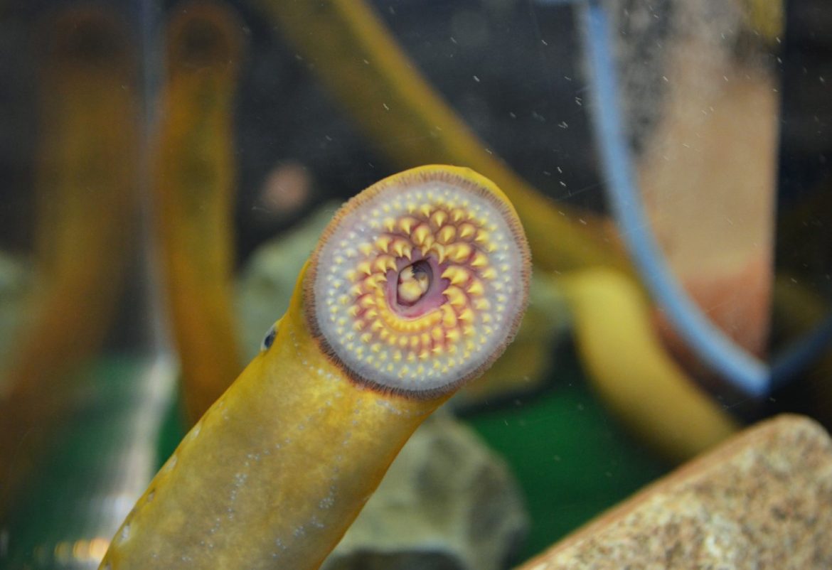 Fighting Sea Lampreys Warmer Waters, What Are Lampreys Good For