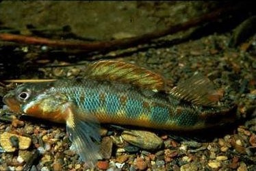 OUTDOORS NOTEBOOK - Cold weather, muddy water, floating debris present  obstacles for fishermen - WNWS Radio - Jackson, Tennessee, USA