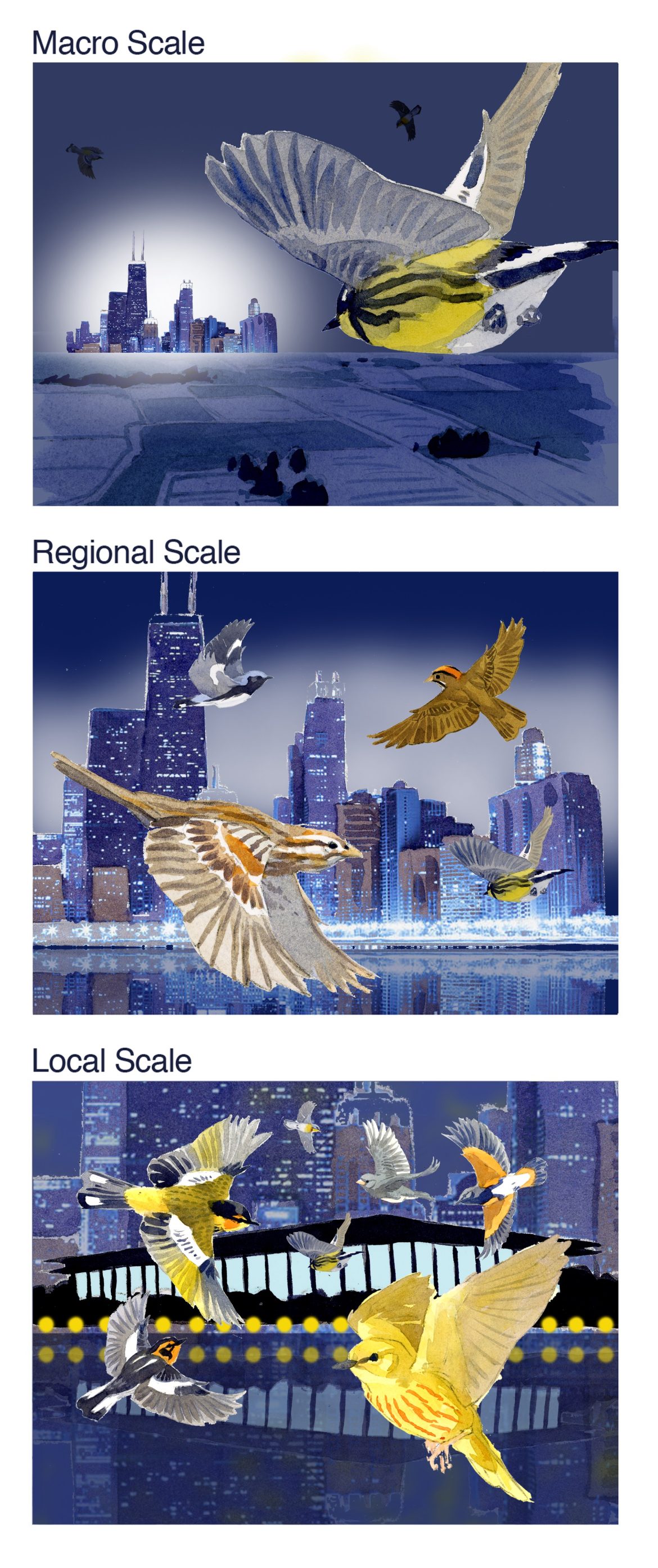 Light pollution is a migratory deathtrap | Great Lakes Echo