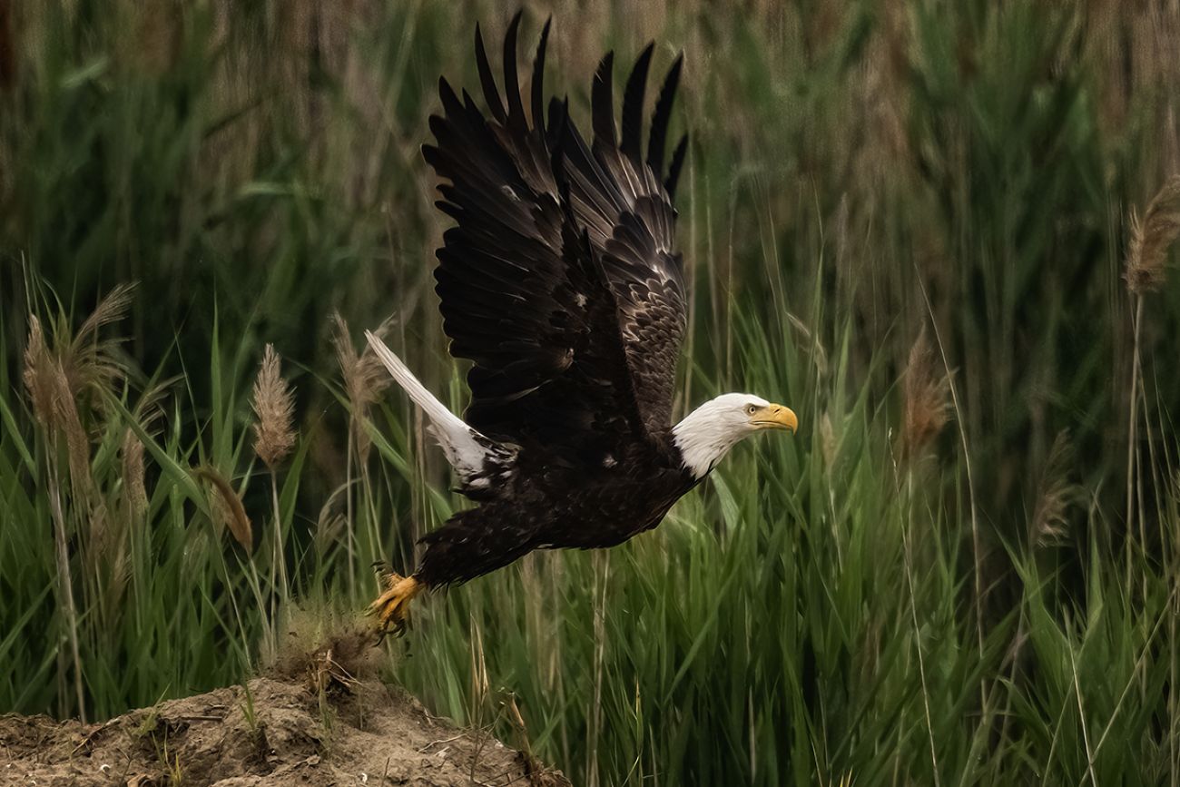 Michigan bald eagles soar back from near-extinction | Great Lakes Echo