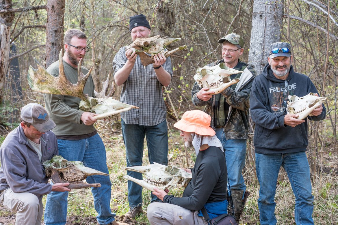Volunteers on a Moosewatch Expedition search for bones of moose that died in Isle Royale National Park. Image: Ron Porrit