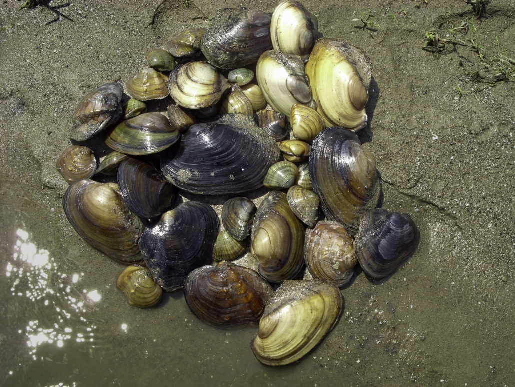 Mussels native to Michigan’s fresh water. Image: Daelyn Woolnough