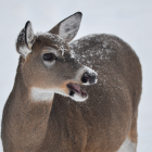 A white-tailed deer on a snowy November day in Marquette County. Image: Michigan DNR