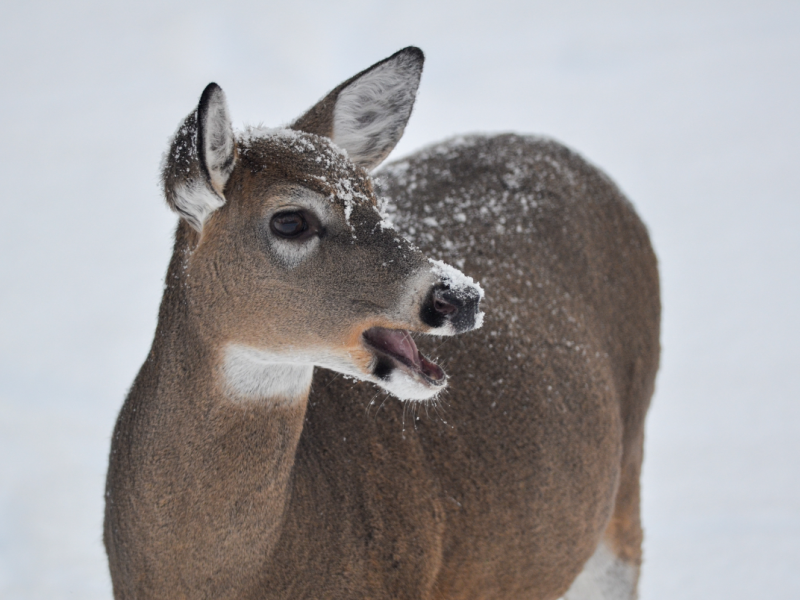 A white-tailed deer on a snowy November day in Marquette County. Image: Michigan DNR