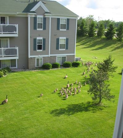 Many geese walk across an open field outside of an apartment building.