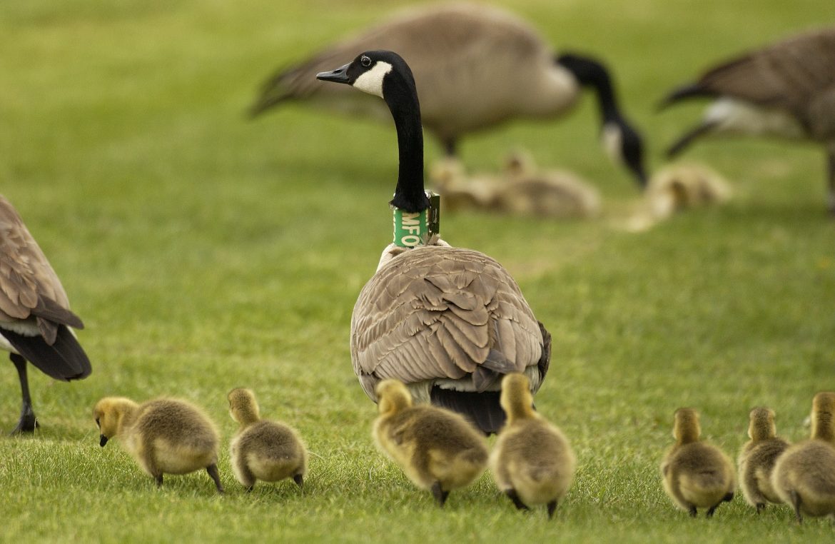 A goose and its babies walk across an open green field